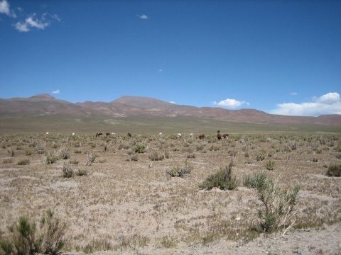 Llamas.