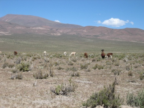 Llamas.