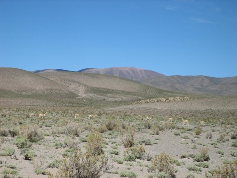 Vicu&ntilde;as.