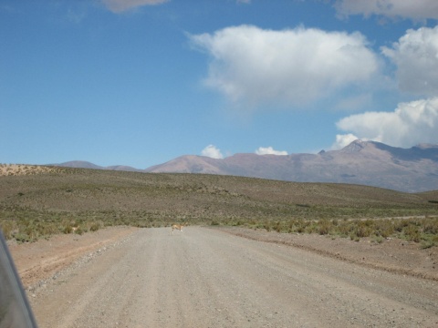 A vicu&ntilde;a crosses the road.