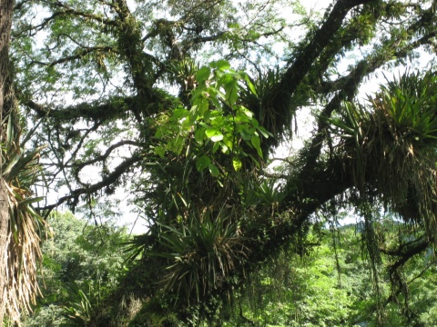 Our guide Martin enjoyed pointing out these peculiar plants which live in the trees.