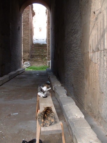 Do these cats fight the gladiators?